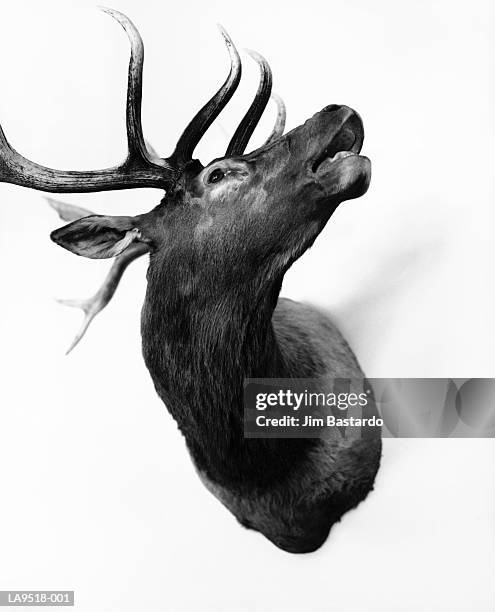 deer head hunting trophy (b&w) - deer head stock pictures, royalty-free photos & images