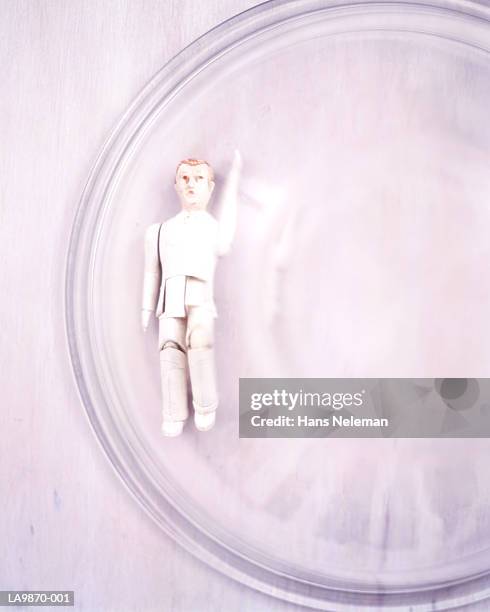 doll on petri dish, close-up - cloning stock-fotos und bilder