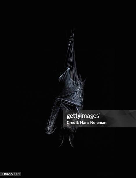 bat hanging upside down - fladdermus bildbanksfoton och bilder