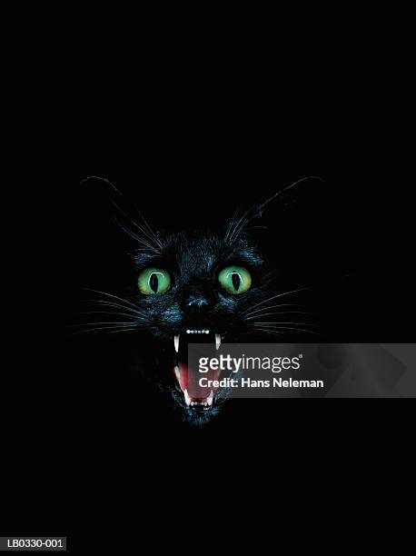 black cat baring fangs - animal teeth fotografías e imágenes de stock