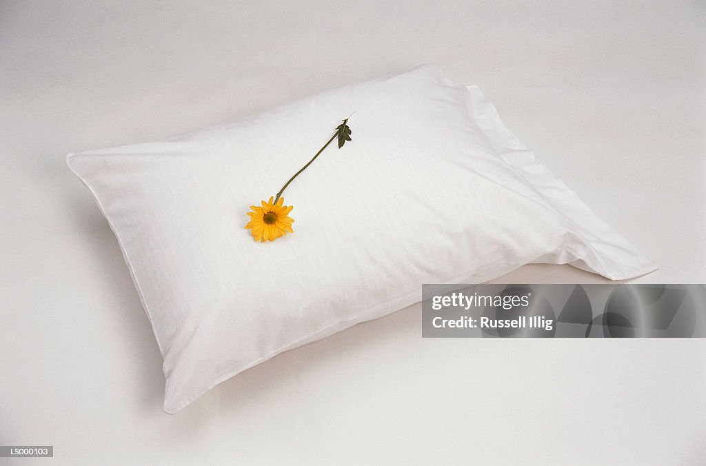 Daisy on a Pillow