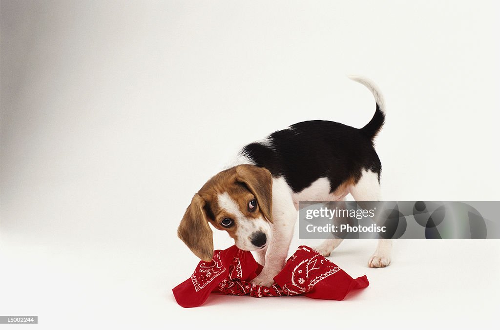 Dog Chewing up Handkerchief