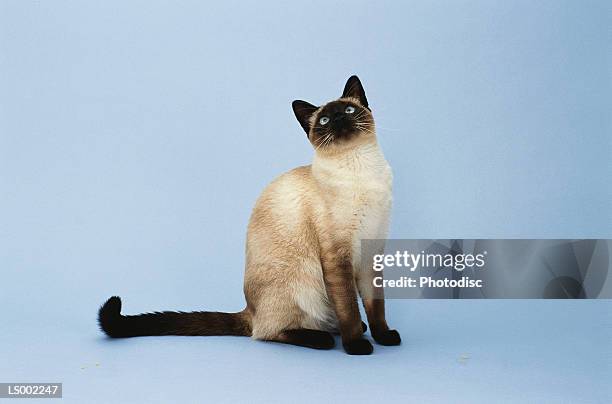 siamese cat - purebred cat bildbanksfoton och bilder