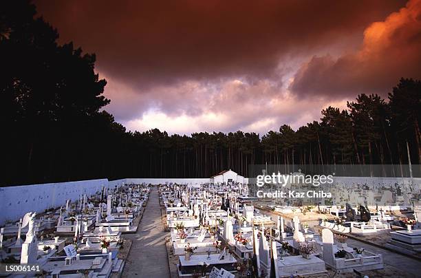 portugal - graveyard surrounded by trees - portugal graveyard stock-fotos und bilder