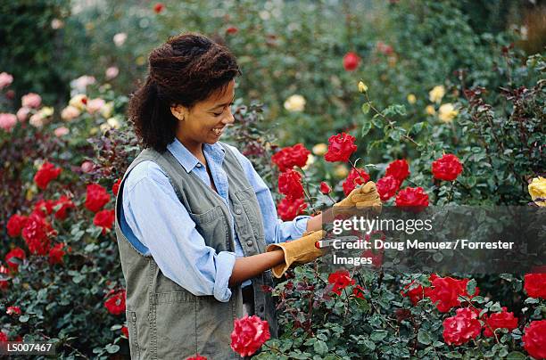 woman in flower garden - roseto foto e immagini stock