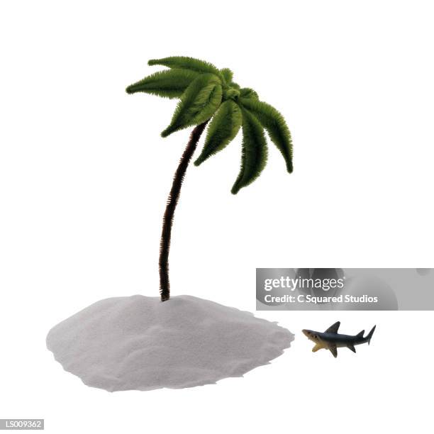 pipe cleaner palm tree and plastic shark - elasmobranch stock pictures, royalty-free photos & images