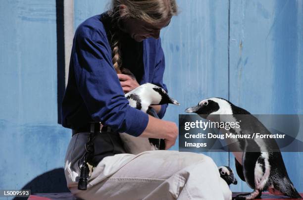 woman with penguins - flightless bird stockfoto's en -beelden