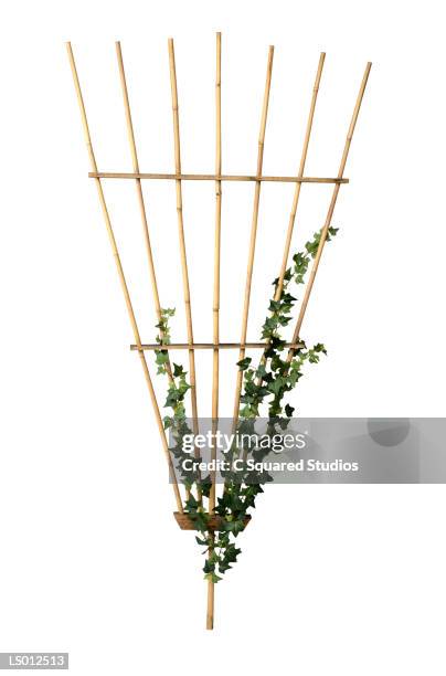 trellis - white trellis stock pictures, royalty-free photos & images