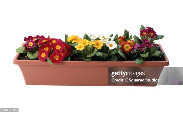 plants - window box stock pictures, royalty-free photos & images