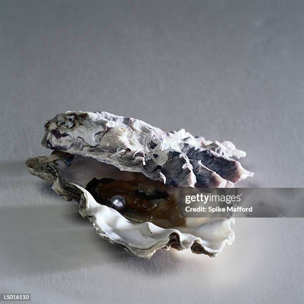 pearl in oyster shell - pearl imagens e fotografias de stock