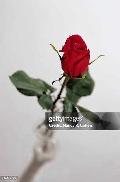 one red rose - nancy green stockfoto's en -beelden