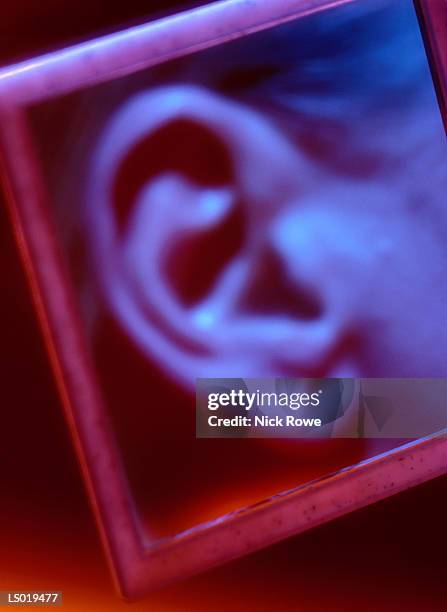 close-up of woman's ear - nick stock-fotos und bilder