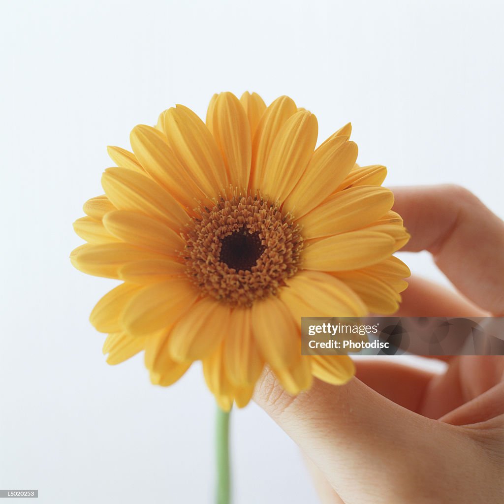 Hand Holding Daisy