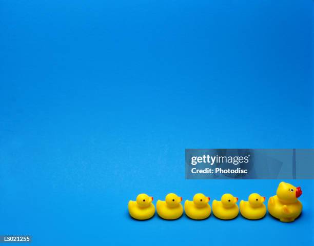 six rubber ducks - rubber ducks in a row stock pictures, royalty-free photos & images