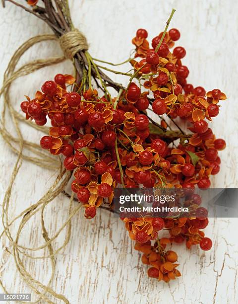 dried bittersweet berries - bittersweet berry 個照片及圖片檔