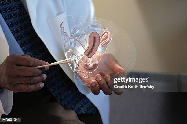 model of vagina - anatomist stock pictures, royalty-free photos & images