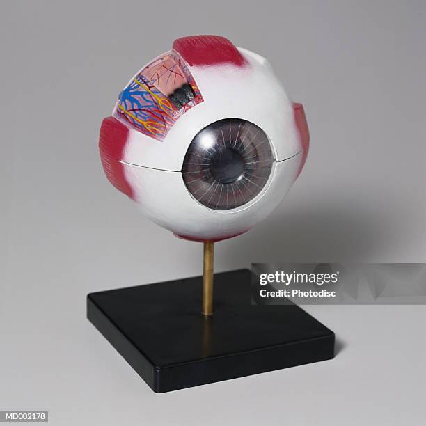 eye model - anatomical model stock pictures, royalty-free photos & images
