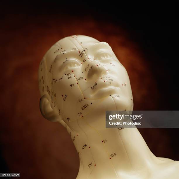 model head for acupuncture - acupuncture model stock pictures, royalty-free photos & images
