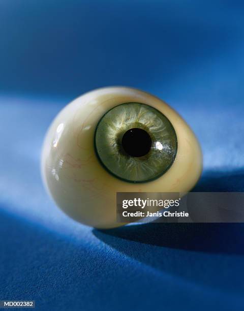 eyeball  model - christie stock pictures, royalty-free photos & images