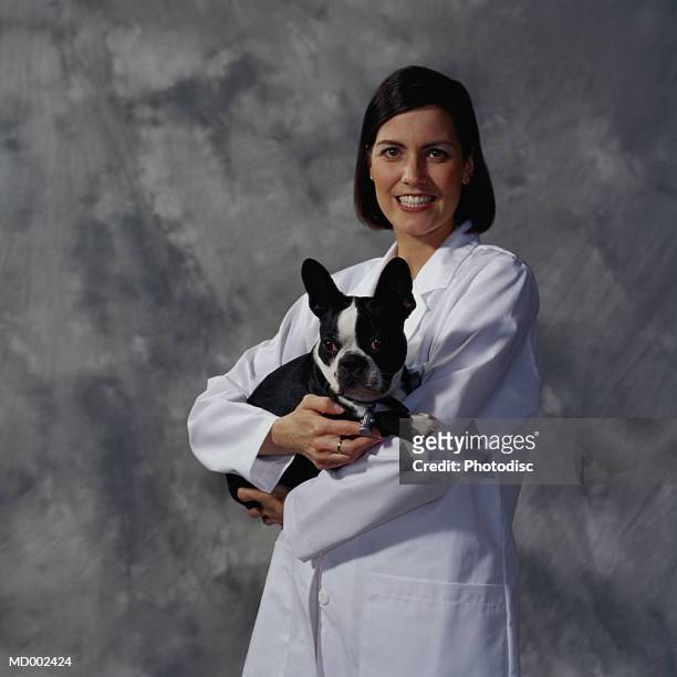 portrait of veterinarian with boston terrier - terrier boston stock pictures, royalty-free photos & images