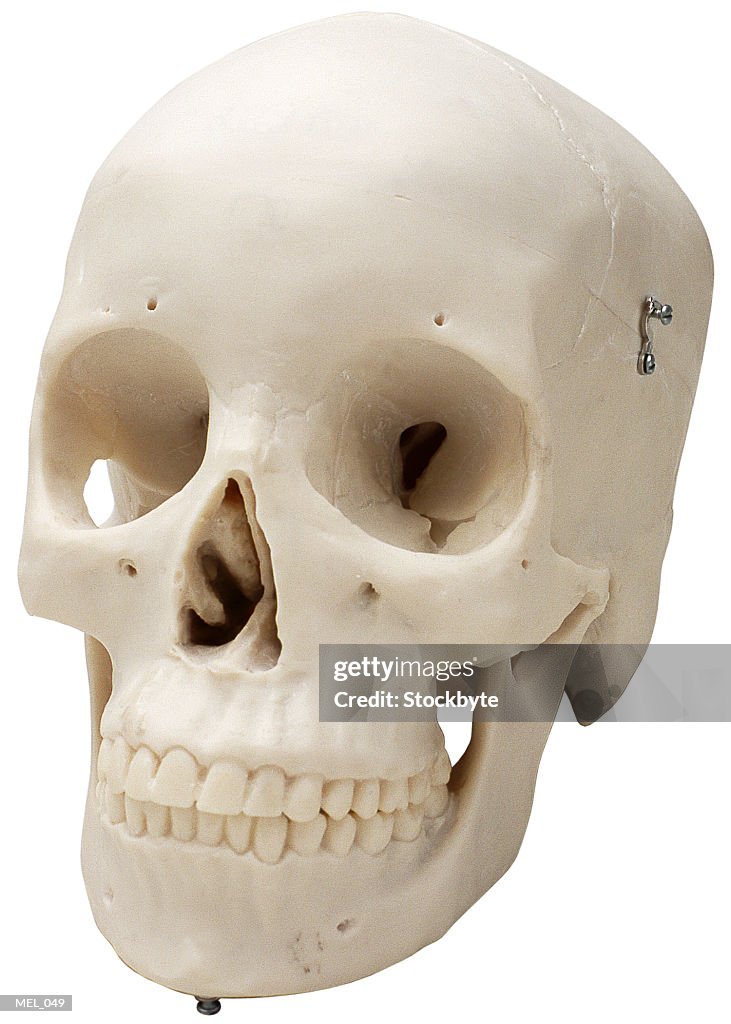 Human skull