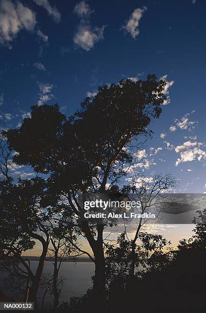 madrone tree (arbutus menziesii) growing near water, silhouette - madroño del pacífico fotografías e imágenes de stock
