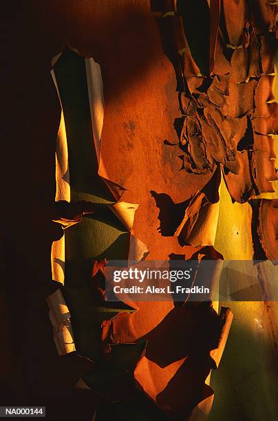 madrone tree, (arbutus menziesii), close-up - madroño del pacífico fotografías e imágenes de stock