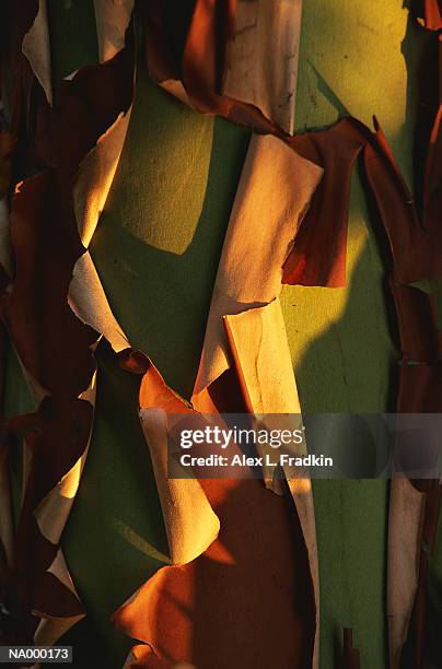 madrono tree (arbutus menziesii) trunk peeling, close-up - madroño del pacífico fotografías e imágenes de stock