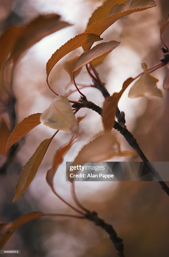 Leaves on twig, close-up, autumn