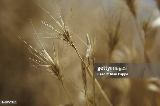 dried grass, close-up - rushes plant stock pictures, royalty-free photos & images