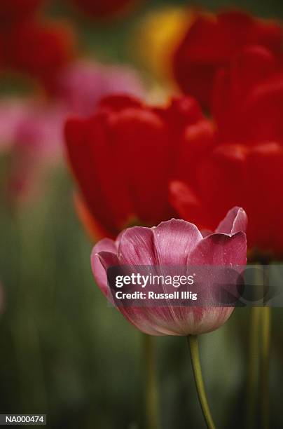 tulips - couleur des végétaux photos et images de collection