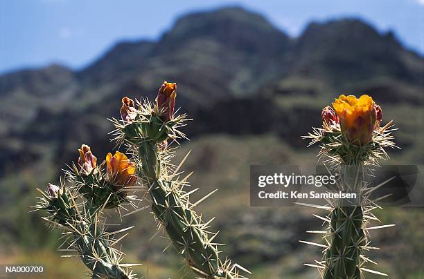 cholla - cholla cactus stock pictures, royalty-free photos & images