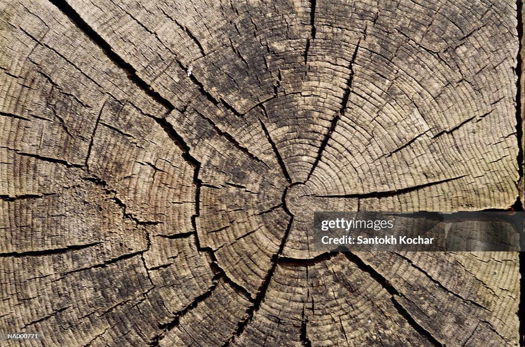 Tranverse Crack Tree Cracks In Tree Trunk High-Res Stock Photo - Getty Images