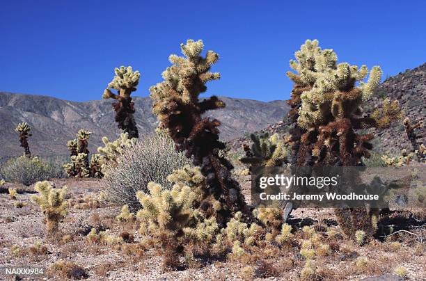 teddy bear cactus - cactus cholla fotografías e imágenes de stock