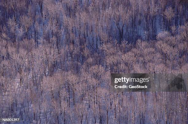 aerial of deciduous trees in winter - deciduous stock pictures, royalty-free photos & images
