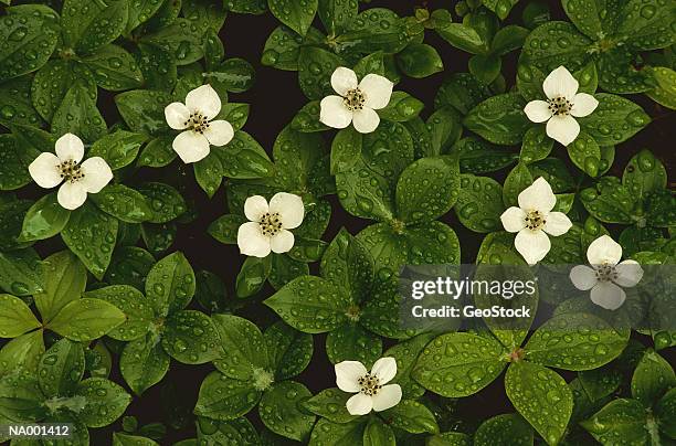 bunchberry - bunchberry cornus canadensis stock pictures, royalty-free photos & images
