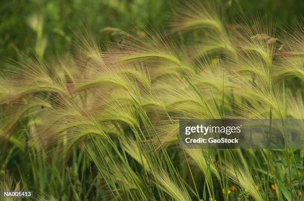 foxtail - foxtail barley stock pictures, royalty-free photos & images