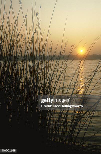 Sunset Reed Set Reeds Photos and Premium High Res Pictures - Getty Images