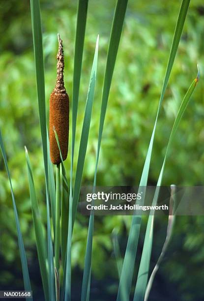 cattail - rushes plant stock pictures, royalty-free photos & images