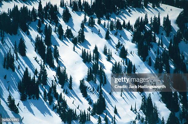 snow and trees - jack and jack stock pictures, royalty-free photos & images