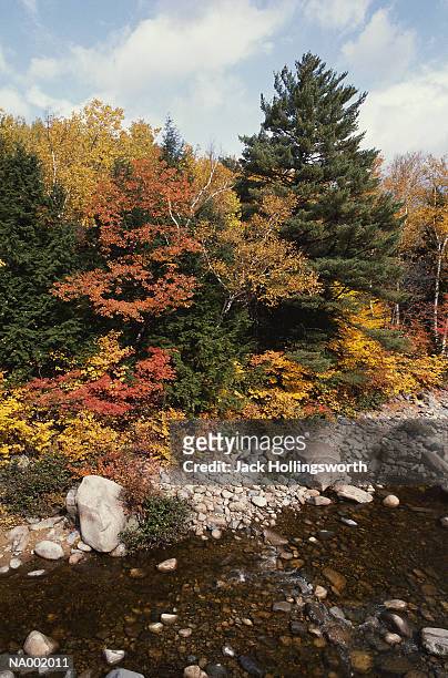 autumn trees and river bank - jack and jack stock pictures, royalty-free photos & images
