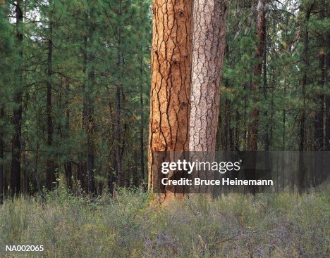 Tree Trunks Tree Trunks