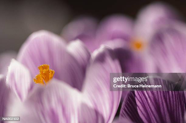 crocus close-up - iris family stock pictures, royalty-free photos & images