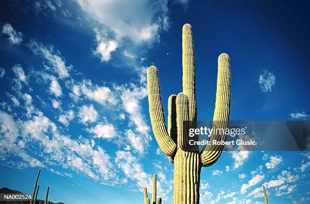 cactus - organ pipe cactus national monument stockfoto's en -beelden