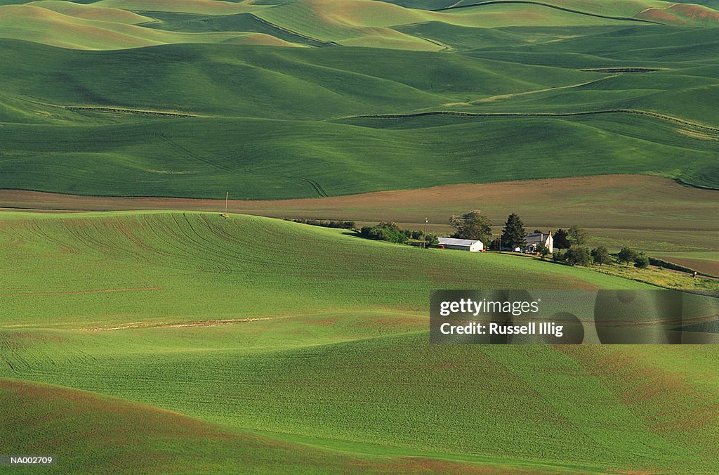 Country Fields