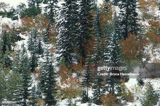 cascade mountains - cascade range imagens e fotografias de stock