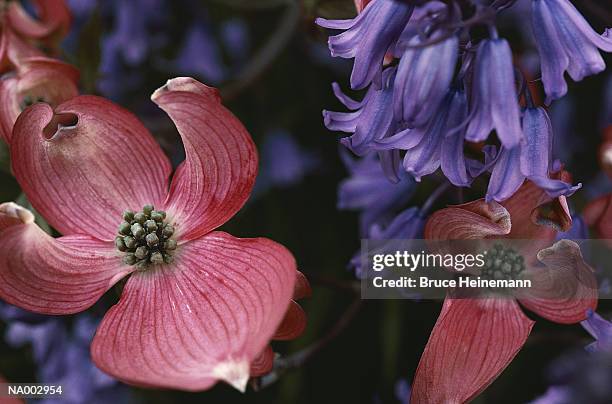 pink dogwood tree - dogwood blossom stockfoto's en -beelden