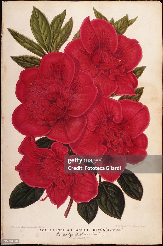 Red Azalea Blossoms