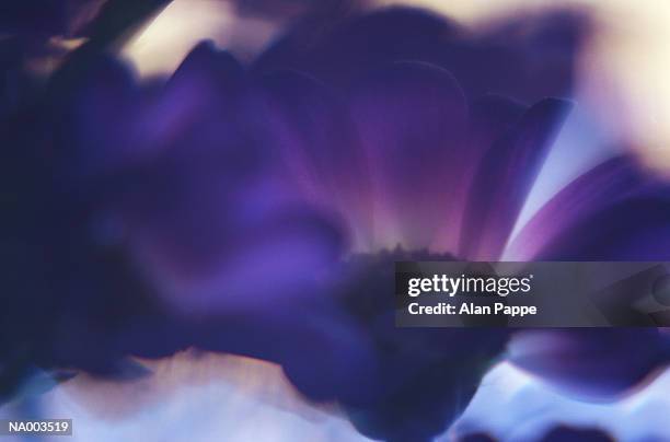 violet petals, close-up (soft focus) - violet stock-fotos und bilder