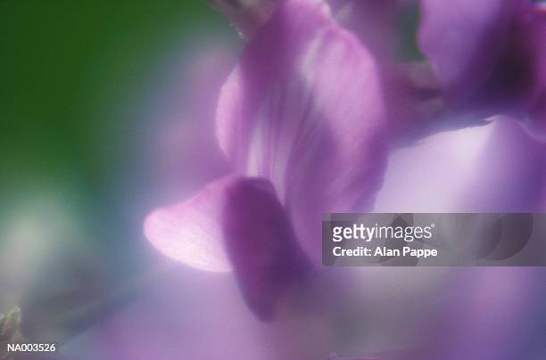 purple flower, close-up of petals (soft focus) - iris family stock pictures, royalty-free photos & images